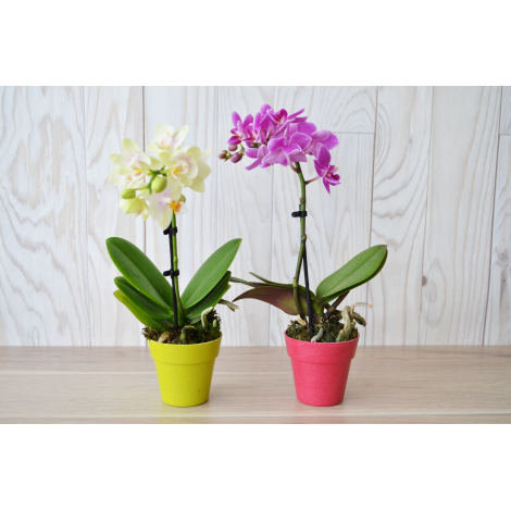 L'Orchidée - Petit  ou grand modèle en pot publicitaire