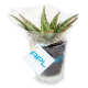 Mini plante dépolluante publicitaire en vase