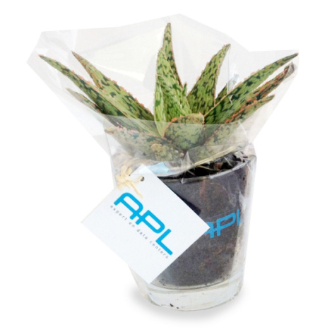 Mini plante dépolluante publicitaire en vase