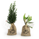 Mini plant d'arbre en pochon publicitaire