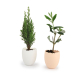Mini plant d'arbre personnalisable dans son pot oeuf