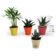 Plante déco en pot écolo publicitaire