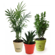Plante déco en pot écolo publicitaire