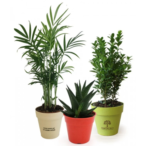 Plante déco en pot écolo publicitaire