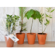 Plant d'arbre en pot terre cuite publicitaire
