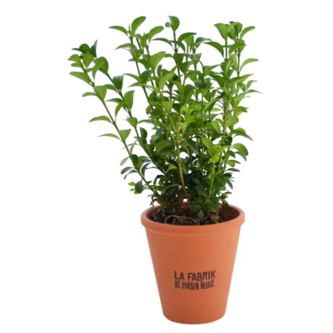 Plant d'arbre en pot terre cuite publicitaire