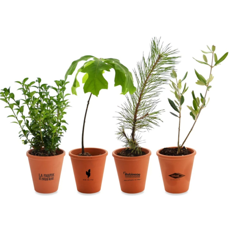Plant d'arbre en pot terre cuite publicitaire