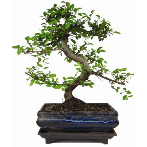 Bonsaï décoratif à tronc torsadé dans un pot émaillé bleu, parfait comme cadeau d’affaires premium. Un bonsaï publicitaire durab