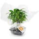 Bonsaï publicitaire personnalisable en pot émaillé, présenté avec emballage cadeau et carte de marque. Un cadeau d’entreprise ha Bonsaï publicitaire personnalisable en pot émaillé, présenté avec emballage cadeau et carte de marque. Un cadeau d’entreprise ha