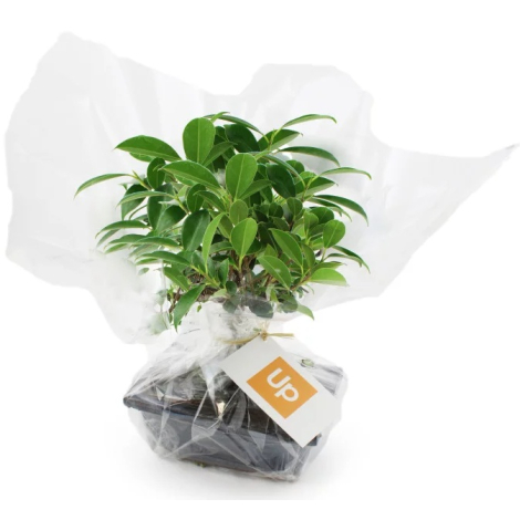 Bonsaï publicitaire personnalisable en pot émaillé, présenté avec emballage cadeau et carte de marque. Un cadeau d’entreprise ha