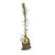 Jeune plant d’arbre dans un pochon en toile avec médaille en bois.