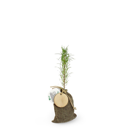 Jeune plant d’arbre dans un pochon en toile, médaille en bois attachée.