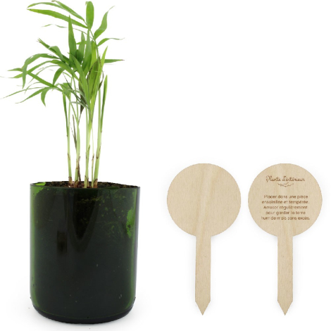 Plante à tiges fines dans verre vert, deux étiquettes bois dont une marquée