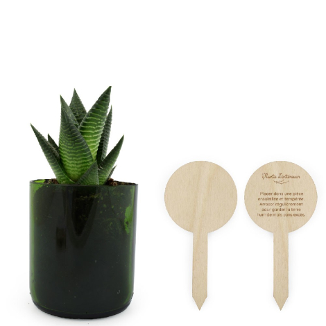 Plante à feuilles striées dans verre vert, deux étiquettes bois dont une marquée