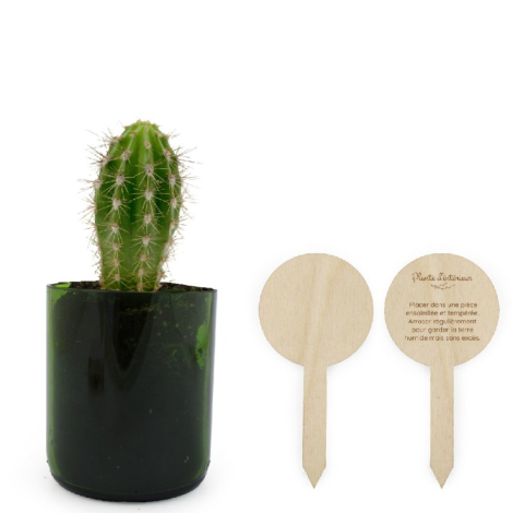 Cactus dans verre vert avec deux étiquettes bois, une marquée