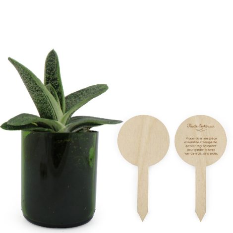 Plante à feuilles épaisses dans verre vert, deux étiquettes bois dont une marquée