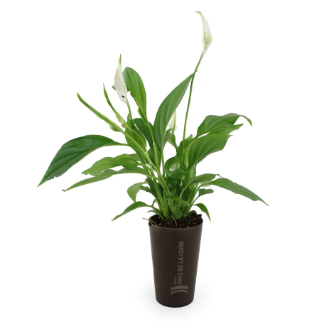 Plante Grand Gob'lin personnalisable publicitaire