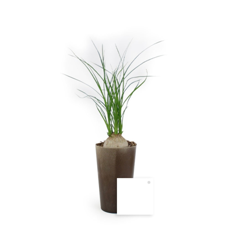 Plante à longues feuilles fines dans pot marron cylindrique, petite étiquette carrée blanche posée devant.