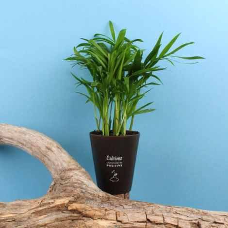 Plante Gob’lin personnalisable fabriquée en France