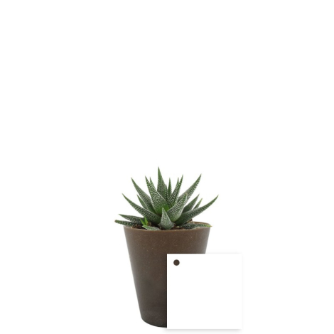 Plante à feuilles épaisses pointues dans pot marron, étiquette carrée blanche posée devant.