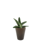 Plante à feuilles épaisses et étalées dans pot marron cylindrique.