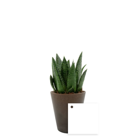 Plante à feuilles épaisses rayées dans pot marron, étiquette carrée blanche posée devant