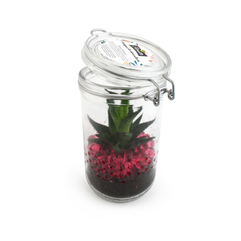 Plante grand bocal personnalisable publicitaire