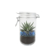 Plante succulente dans bocal en verre avec fermoir, terre et billes bleues.