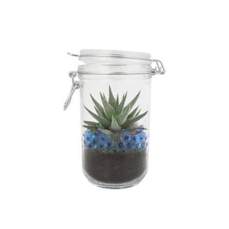 Plante succulente dans bocal en verre avec fermoir, terre et billes bleues.