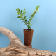 Jeune plant à petites feuilles vertes dans pot en fibre marron posé sur une branche.
