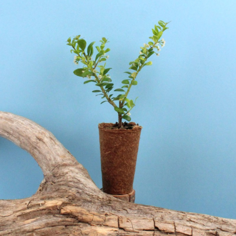 Mini plant d'arbre personnalisable en pot fibre bois