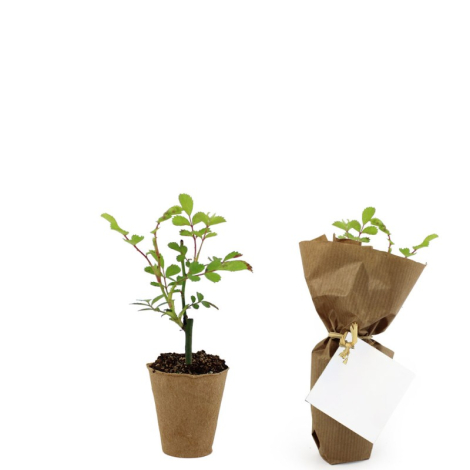 Plante à fines feuilles dentelées dans pot en fibre marron, version emballée en kraft avec étiquette carrée.