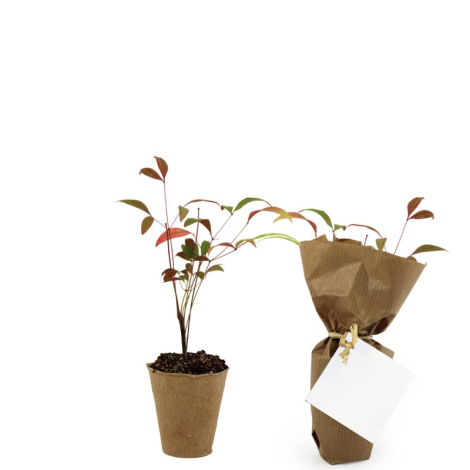 Plante aux feuilles vertes et rouges dans pot en fibre marron, version emballée en kraft avec étiquette carrée.