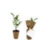 Plant à feuilles lancéolées dans pot en fibre marron, version emballée en kraft avec étiquette carrée.