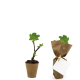 Plant à larges feuilles vertes dans pot en fibre marron, version emballée en kraft avec étiquette carrée.
