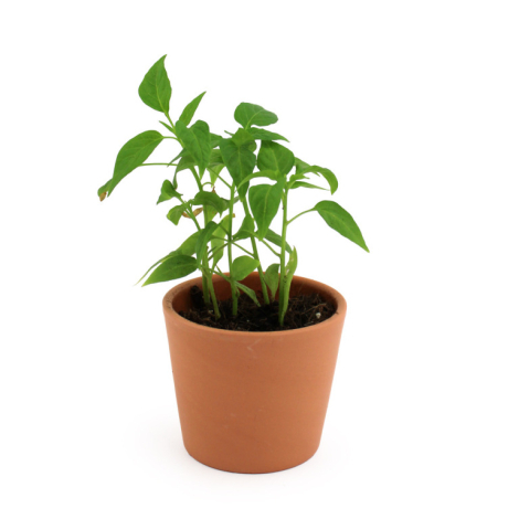 Pot en terre cuite avec plante verte à tiges fines et feuilles allongées.