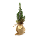 Petit sapin en pochon de jute fermé par cordon avec médaillon en bois marqué.