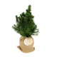 Jeune sapin naturel dans un pochon en toile de jute fermé par cordon, avec pastille ronde attachée.