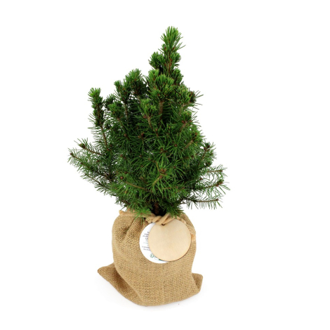 Jeune sapin naturel dans un pochon en toile de jute fermé par cordon, avec pastille ronde attachée.