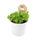 Pic en bois clair avec gélule insérée planté dans un pot blanc contenant des jeunes pousses vertes, marquage gravé visible.