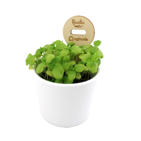 Pic en bois clair avec gélule insérée planté dans un pot blanc contenant des jeunes pousses vertes, marquage gravé visible.