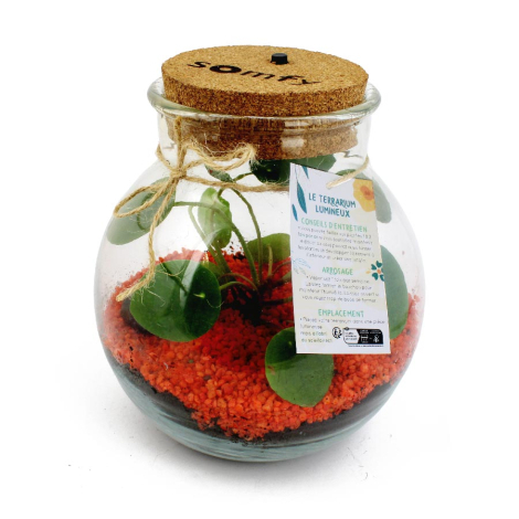 Bocal en verre arrondi avec couvercle en liège, garni de substrat orange et de plantes vertes, étiquette imprimée attachée à une
