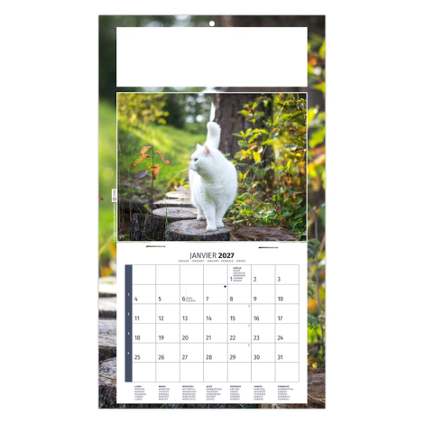 Calendrier illustré d’un chat blanc se promenant sur un sentier bordé de végétation.