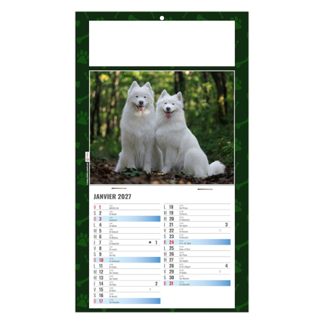Calendrier illustré de deux samoyèdes blancs photographiés dans une forêt lumineuse