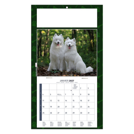 Calendrier illustré de deux samoyèdes blancs photographiés dans une forêt lumineuse