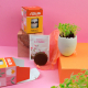 Mise en scène colorée d’un kit de plantation avec pot blanc contenant de jeunes pousses, pastille de terre, sachet de graines et