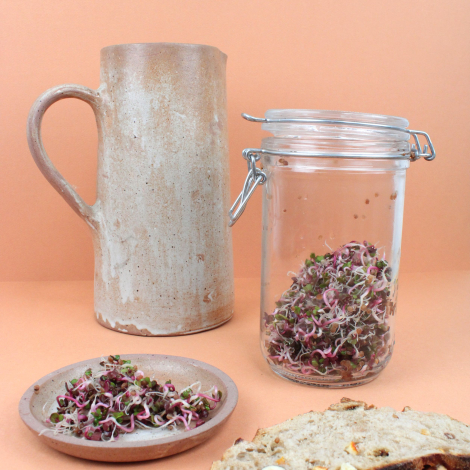Bocal en verre avec fermeture mécanique contenant des graines germées, présenté avec une assiette de graines germées et du pain.