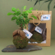 Kokedama personnalisé avec ficus et sac cadeau en kraft assorti, présentés dans une mise en scène végétale.