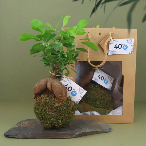 Kokedama personnalisé avec ficus et sac cadeau en kraft assorti, présentés dans une mise en scène végétale.