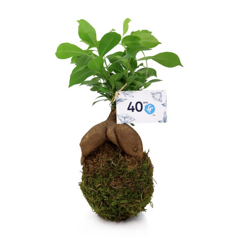 Kokedama personnalisé avec ficus et étiquette imprimée, présenté sur fond blanc.